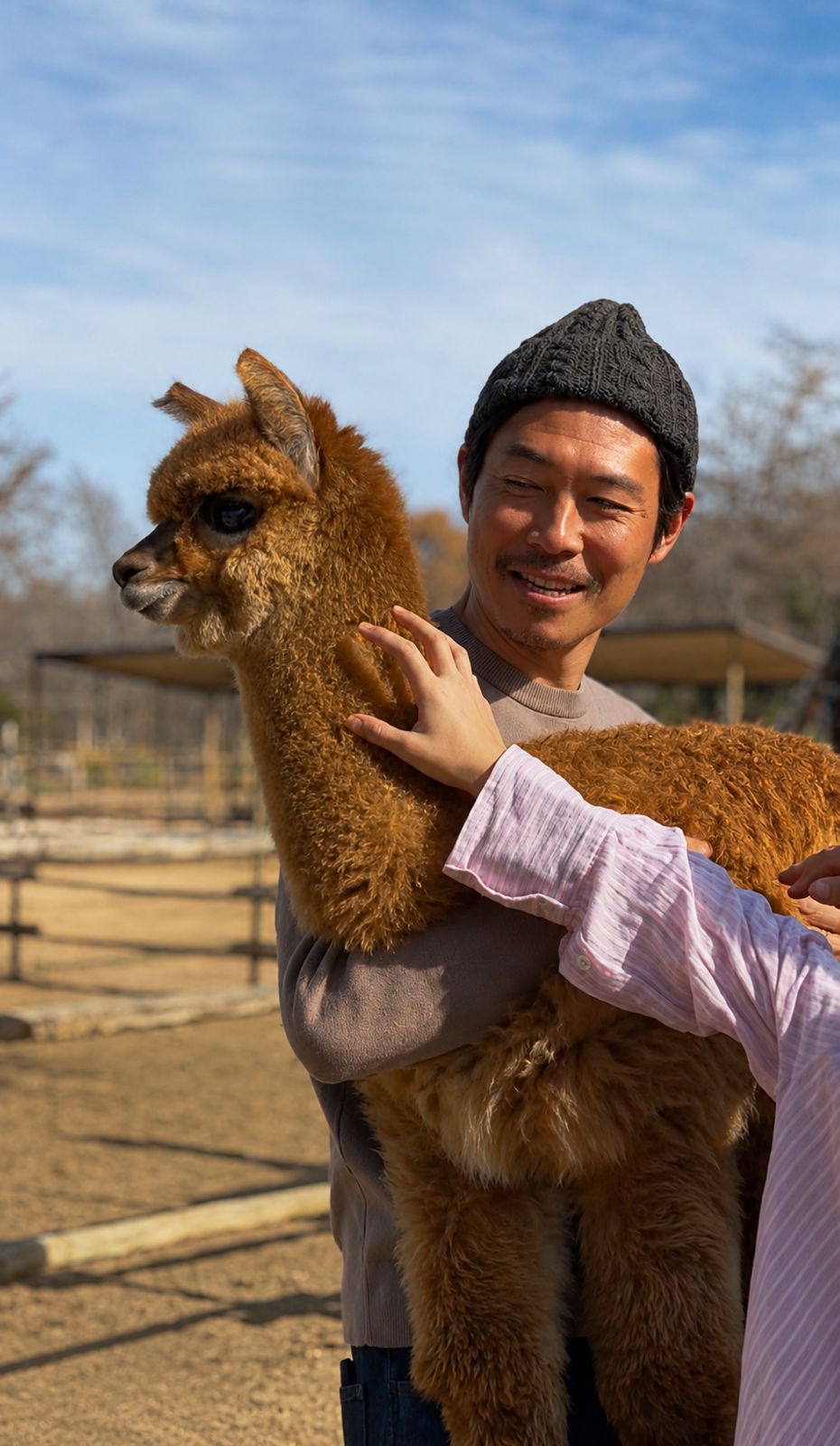 Alpacas Gulmué